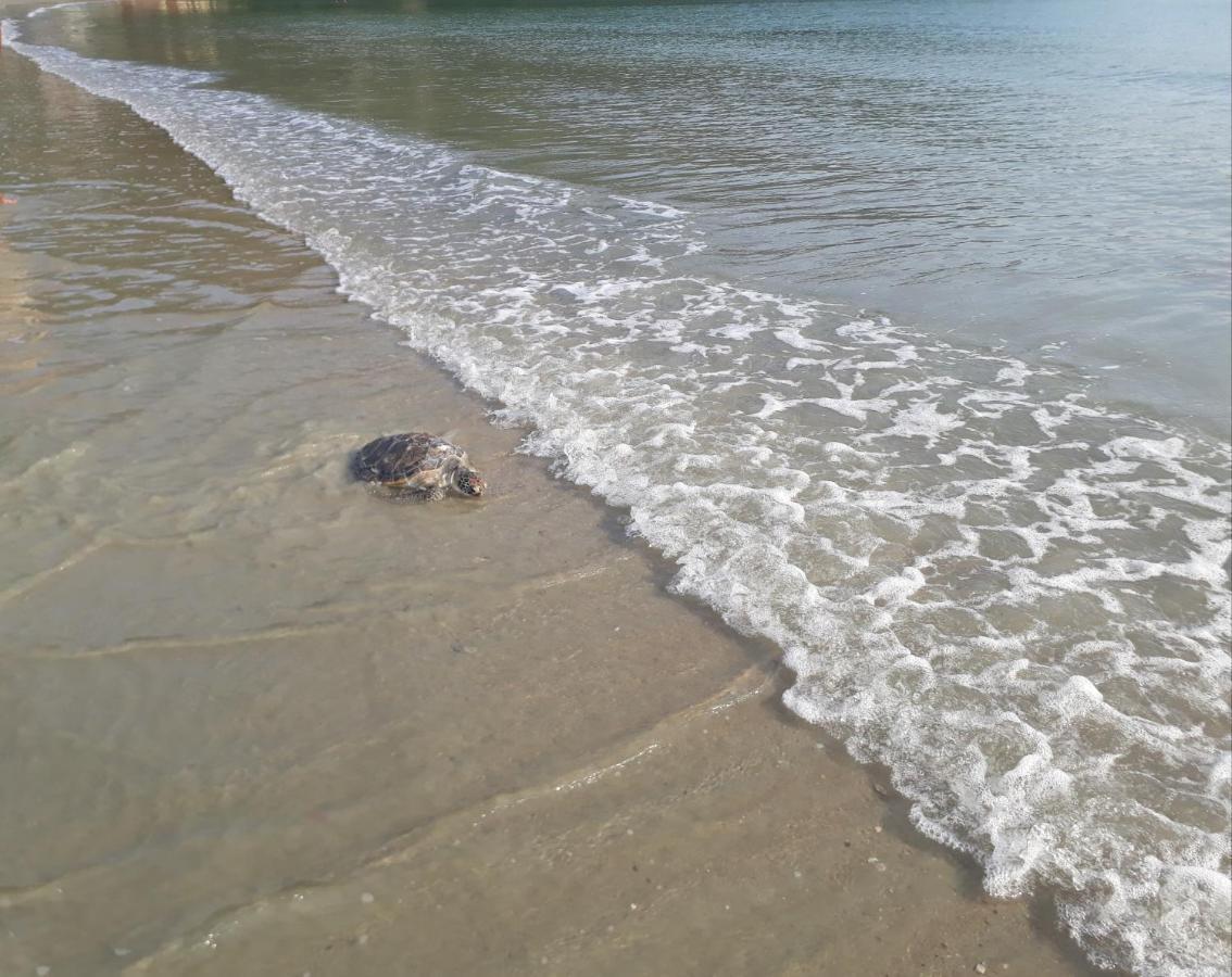 Cobertura Na Enseada A 80 M Da Areia Aparthotel Ubatuba